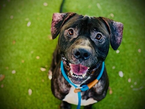 JIMMY - Pit Bull Terrier available for adoption