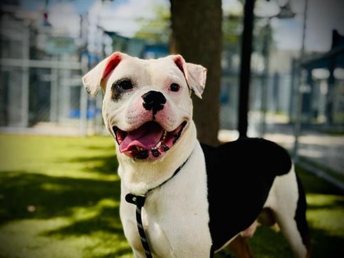 PANDA - American Bulldog available for adoption