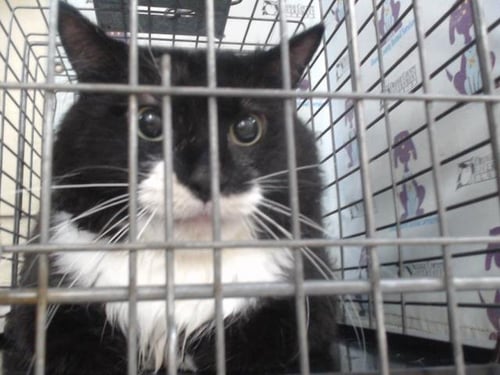 MOONPIE - Domestic Long Hair available for adoption