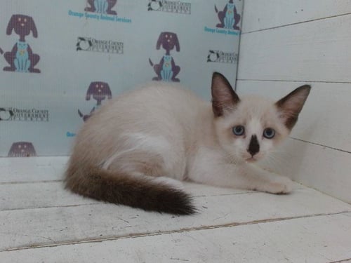 *JACK SKELLINGTON - Siamese available for adoption