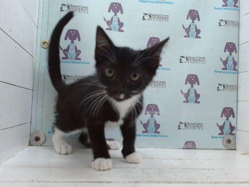 *UNICORN - Domestic Short Hair available for adoption