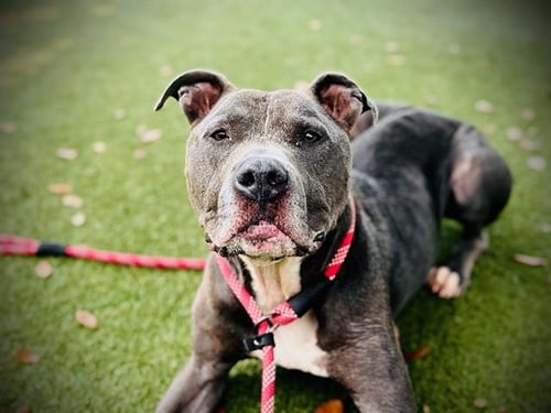 *PICKLES - Pit Bull Terrier available for adoption