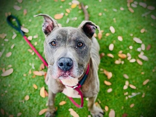*PICKLES - Pit Bull Terrier for adoption in Orlando