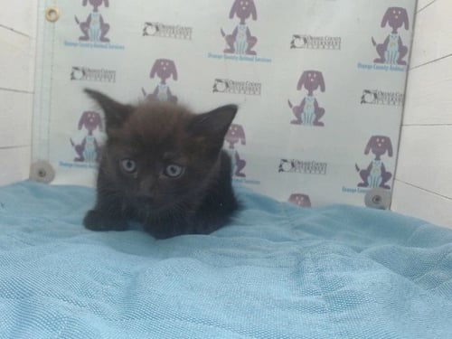 *COORS - Domestic Short Hair available for adoption