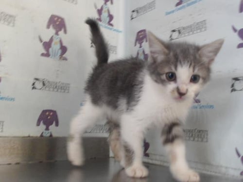 A599282 - Domestic Long Hair available for adoption