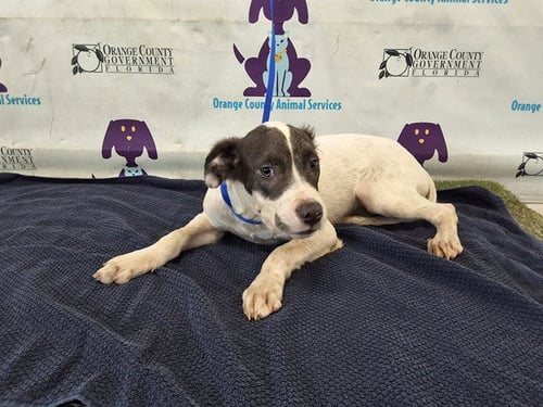 *APOLLO - Border Collie available for adoption