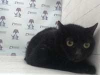 KITTY - Photo 1