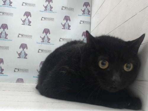 KITTY - Domestic Short Hair available for adoption