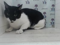 OREO - Photo 1