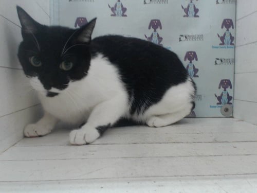 OREO - Domestic Short Hair available for adoption
