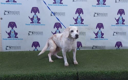 BAILEY - Beagle available for adoption