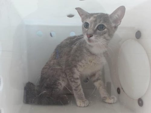 *VICTORIA - Domestic Short Hair available for adoption