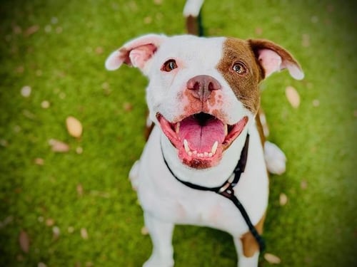 LIBERTY - Pit Bull Terrier available for adoption