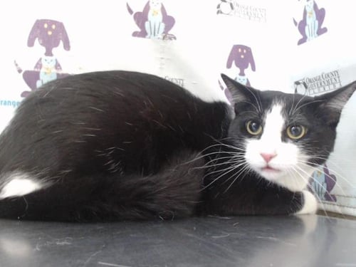 NOVA - Domestic Short Hair available for adoption
