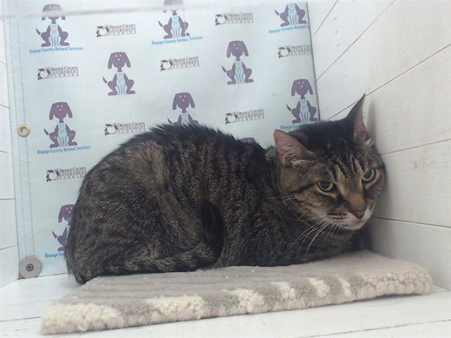 CONGO - Domestic Short Hair for adoption in Orlando