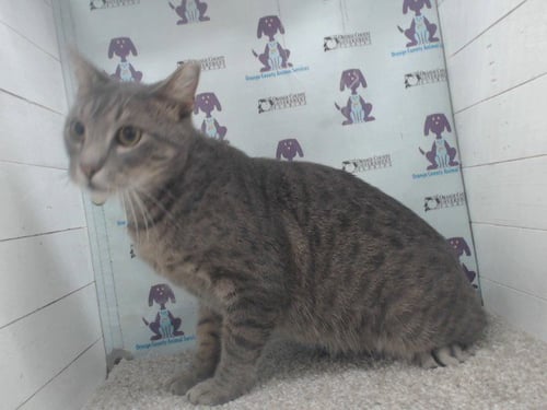 *SHRUBBS - Domestic Short Hair available for adoption