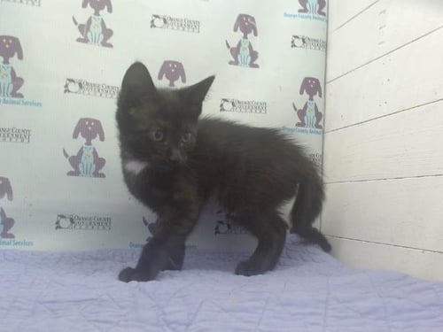 *DICKORY - Domestic Short Hair available for adoption