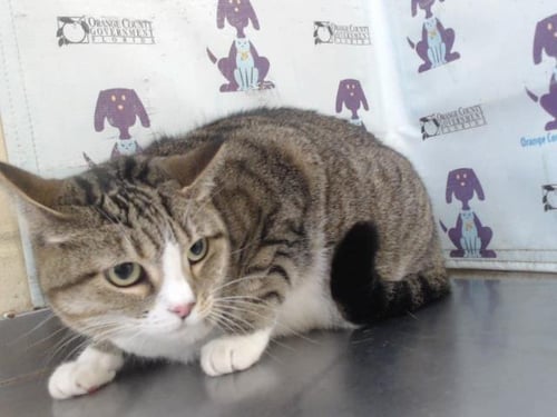 PRECIOUS - Domestic Short Hair available for adoption
