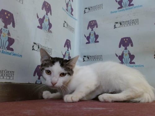 *GERTIE - Domestic Short Hair available for adoption