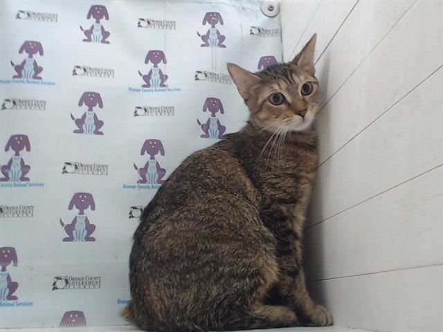 NUBS - Domestic Short Hair available for adoption