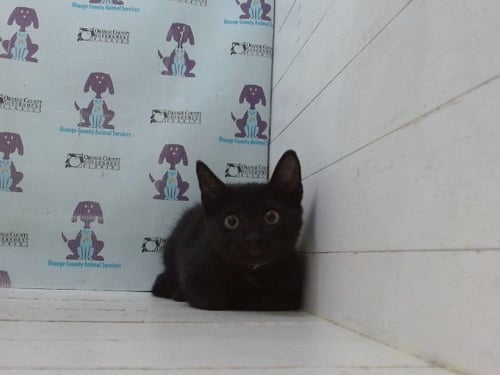 *RANNI THE WITCH - Domestic Short Hair available for adoption