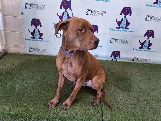 BUDDY - Pit Bull Terrier available for adoption