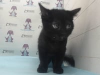 BERLIOZ - Photo 1