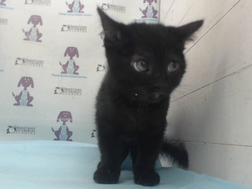 BERLIOZ - Domestic Short Hair available for adoption