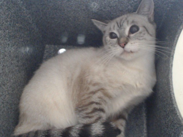 MAMA CAT Image