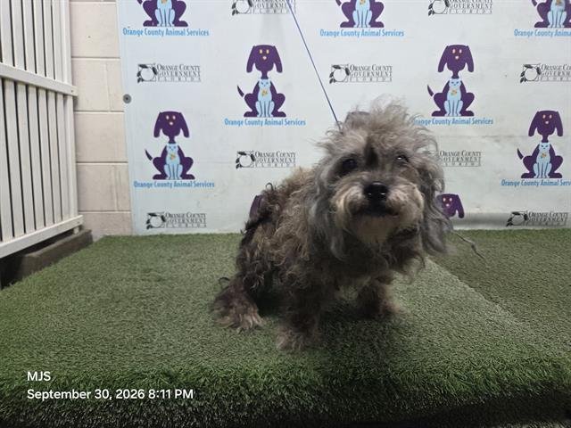 LOLA Image
