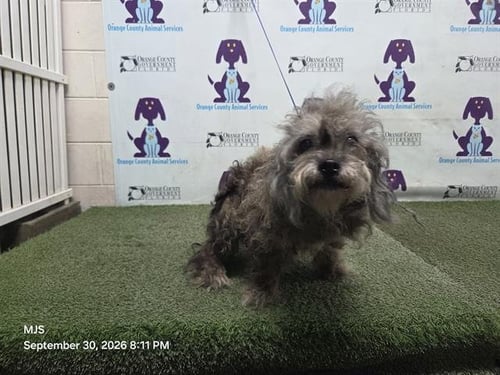 LOLA - Poodle (Miniature) available for adoption