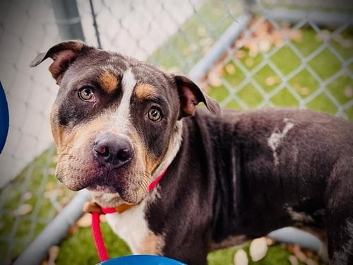 *MARSHALL - Pit Bull Terrier available for adoption