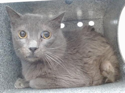 GRAYSON - Domestic Short Hair available for adoption