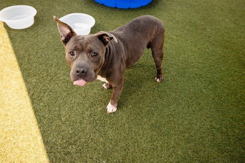 RONNIE - American Bulldog available for adoption