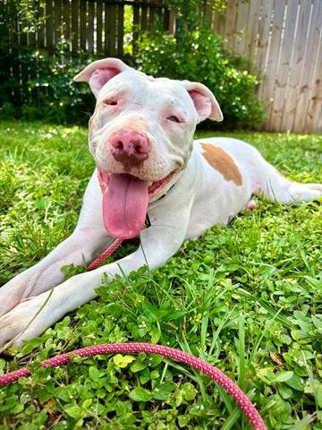 *CASSIE - Pit Bull Terrier available for adoption