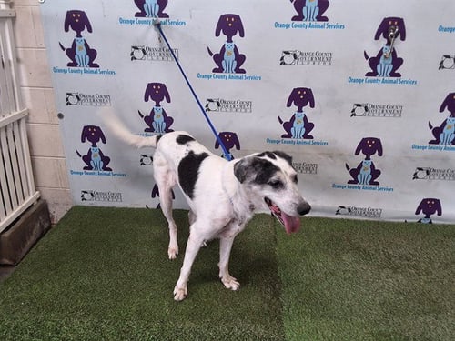 NADIA - Labrador Retriever / Saluki available for adoption