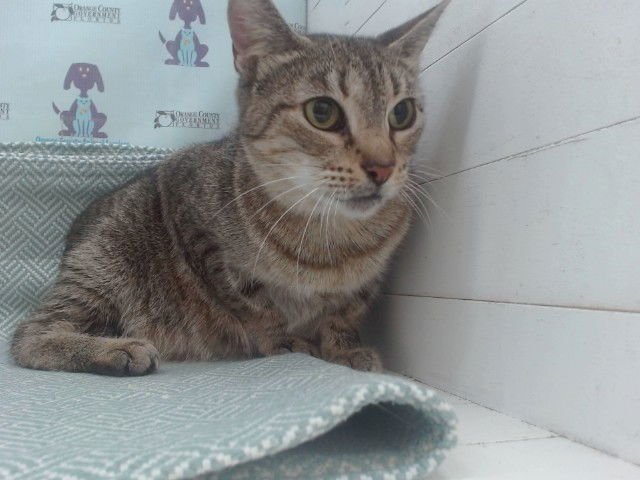 *WAFFLES - Domestic Short Hair available for adoption