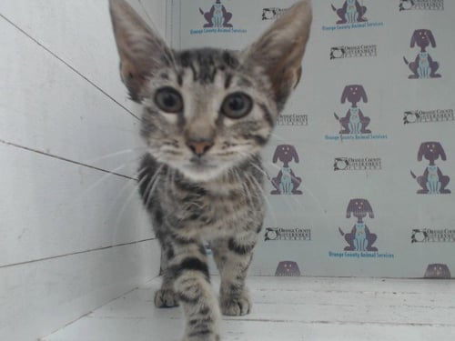 *LEMONADE - Domestic Short Hair available for adoption