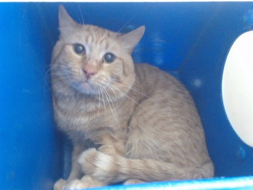 SILK - Domestic Short Hair for adoption in Orlando