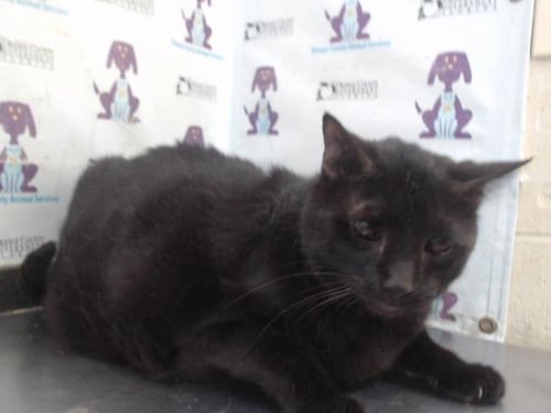 BABY GEORGE - Domestic Short Hair available for adoption