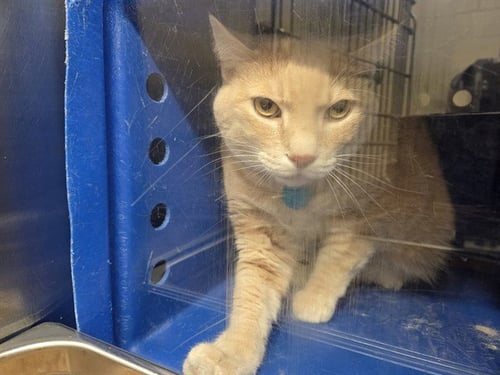 LEO - Domestic Short Hair for adoption in Orlando