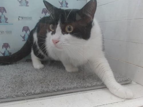 DORI - Domestic Short Hair available for adoption