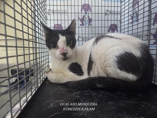 *FETA - Domestic Short Hair available for adoption