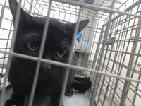 BINX - Photo 1