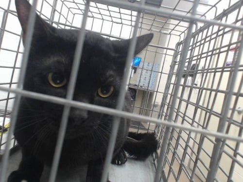 BINX - Domestic Short Hair available for adoption