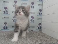 *CHIP - Photo 1