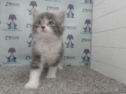 *CHIP - Domestic Short Hair available for adoption