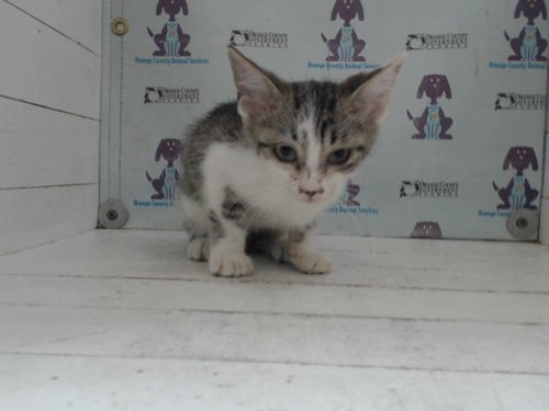 *CHERRY - Domestic Short Hair available for adoption