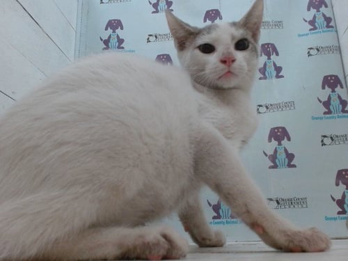 *BOOTS - Domestic Short Hair available for adoption