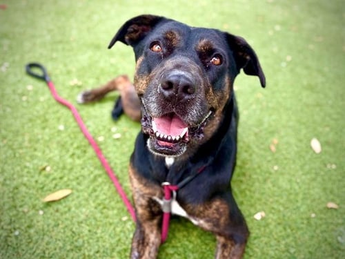 MAZZEO - Catahoula Leopard Dog available for adoption